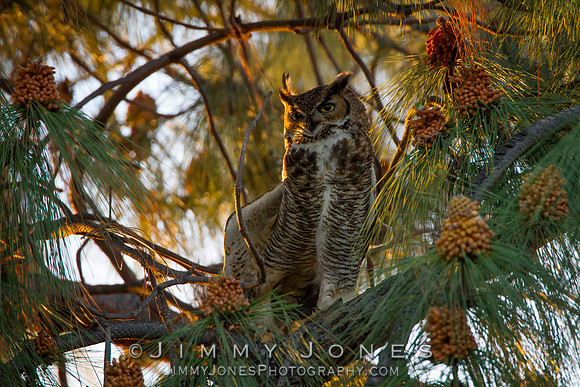 Great Horned Owl