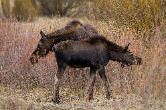 Moose