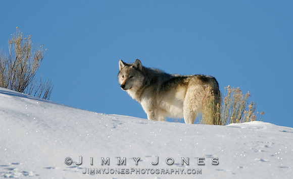 Lone Gray Wolf