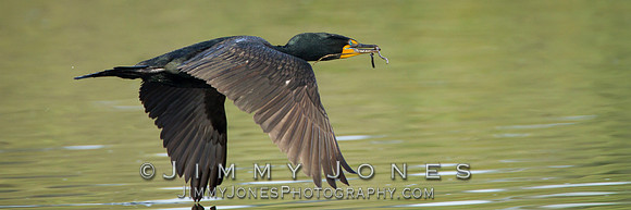 Double-Crested Cormorant - BS/P0056