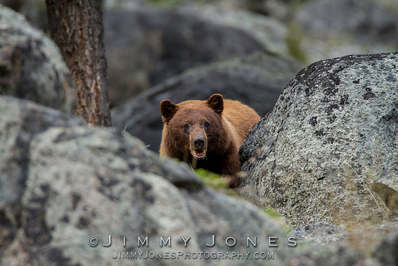 Black Bear
