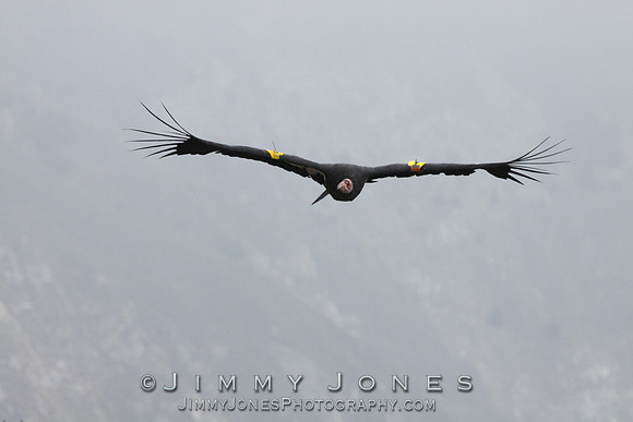 California Condor