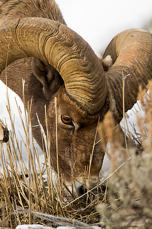 Northern Rockies Big Horn - CS/P0363