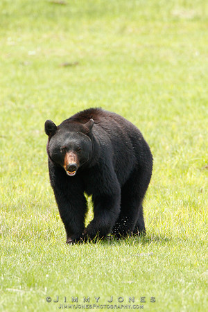 Black Bear