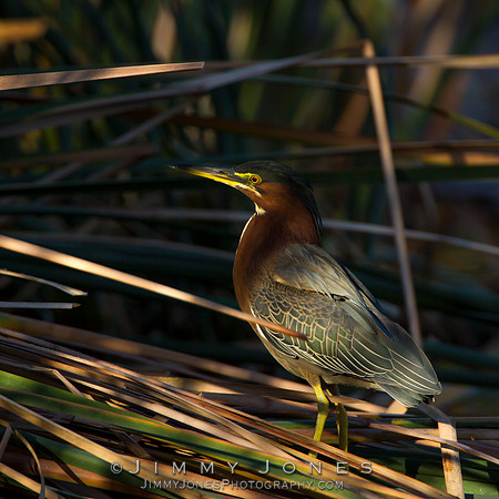 Green Haron
