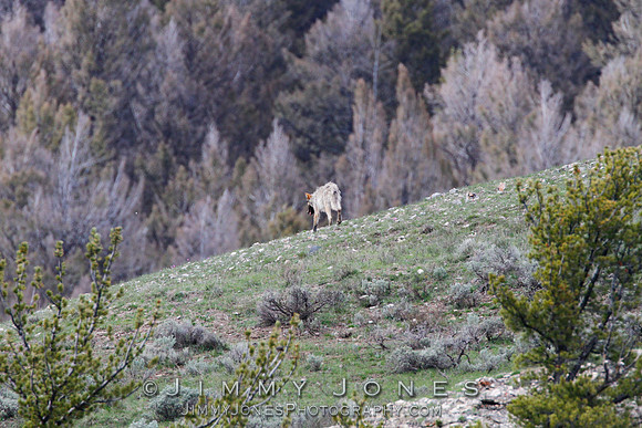 Lamar Canyon Yearling