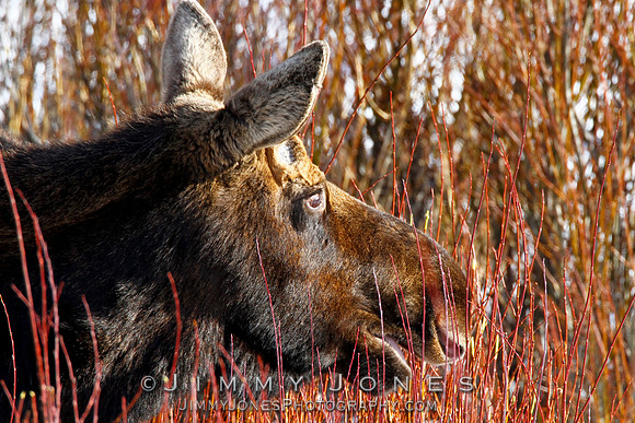 Moose