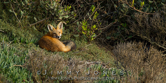 Red Fox