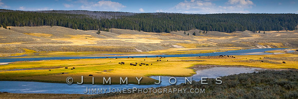 Hayden Valley Bison - BS/P0076