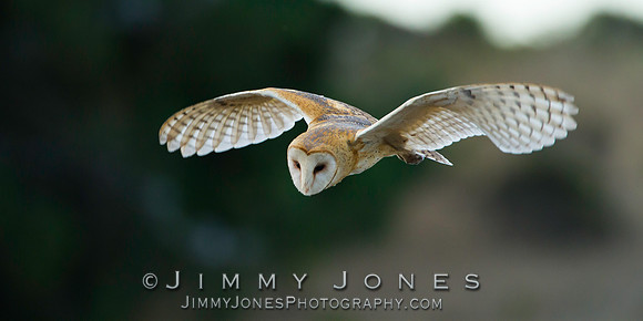 Barn Owl