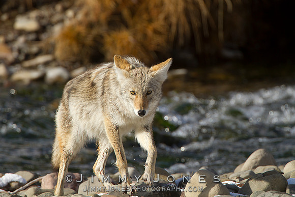 Coyote