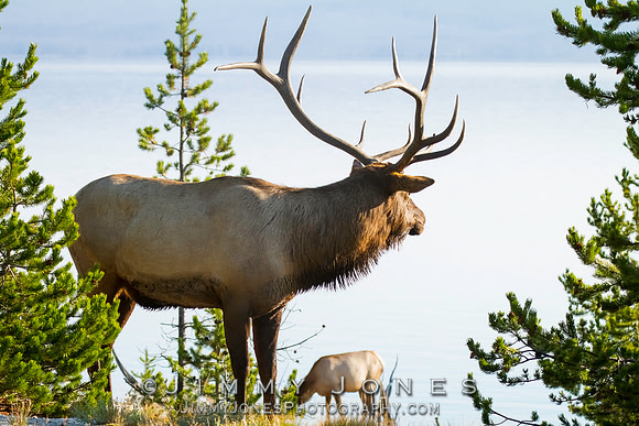 Bull Elk