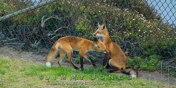 Red Fox