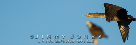 Double-Crested Cormorant / Osprey