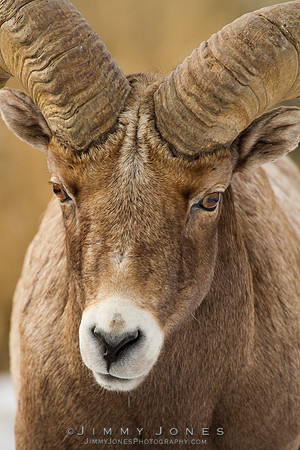 Northern Rockies Big Horn - CS/P0361