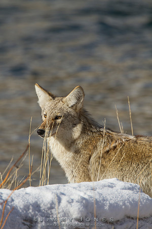 Coyote