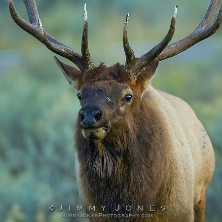 Bull Elk