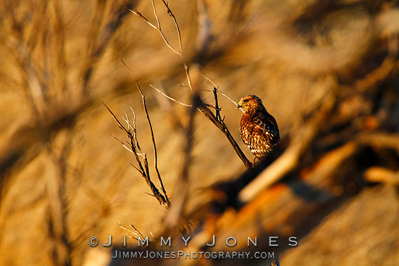 Red Shouldered Hawk