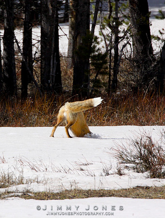 Red Fox Leap