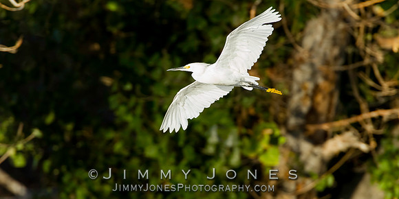 Snowy Egret