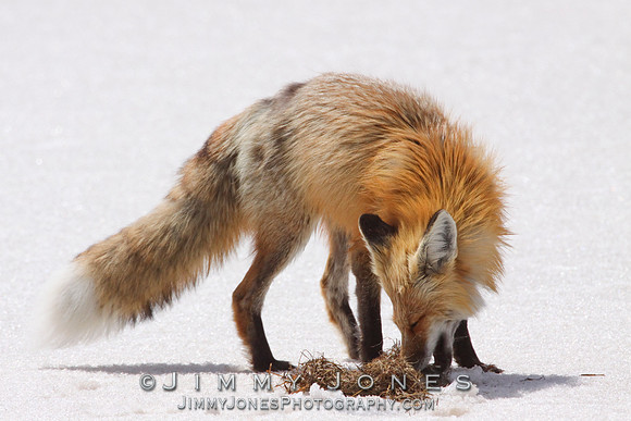 Red Fox