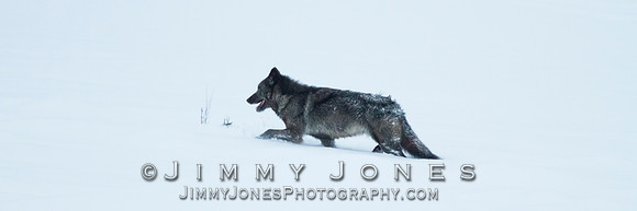 Junction Butte Black Female