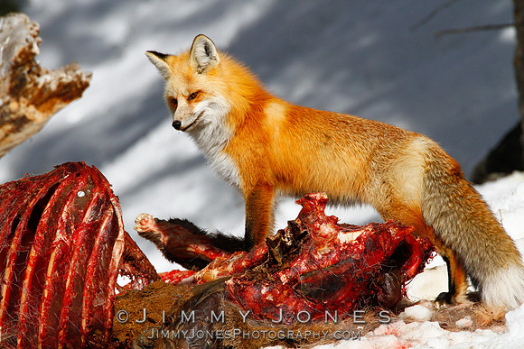 Red Fox