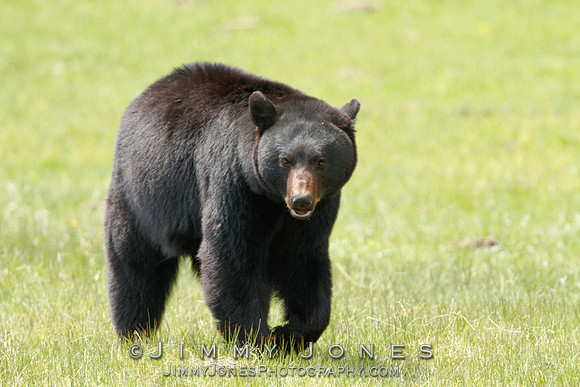Black Bear